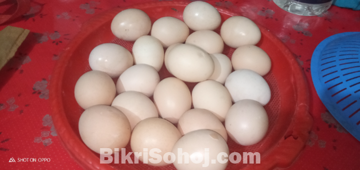 ব্রাহামা মুরগির বিজ ডিম